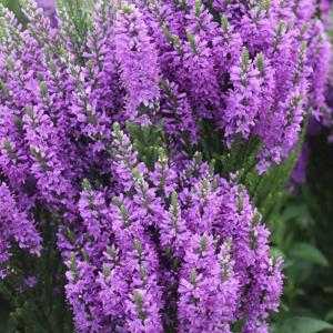 Вероника гибридная "Purple Explosion"