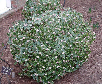 Дафна кавказская "Variegata"