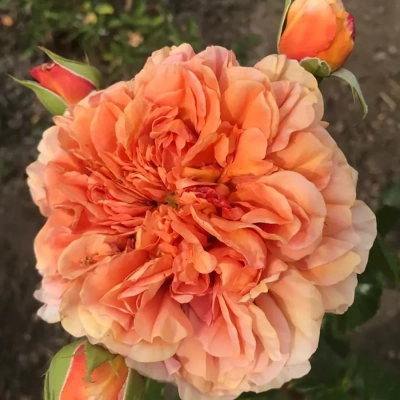 Роза "Belle D'Anjou"